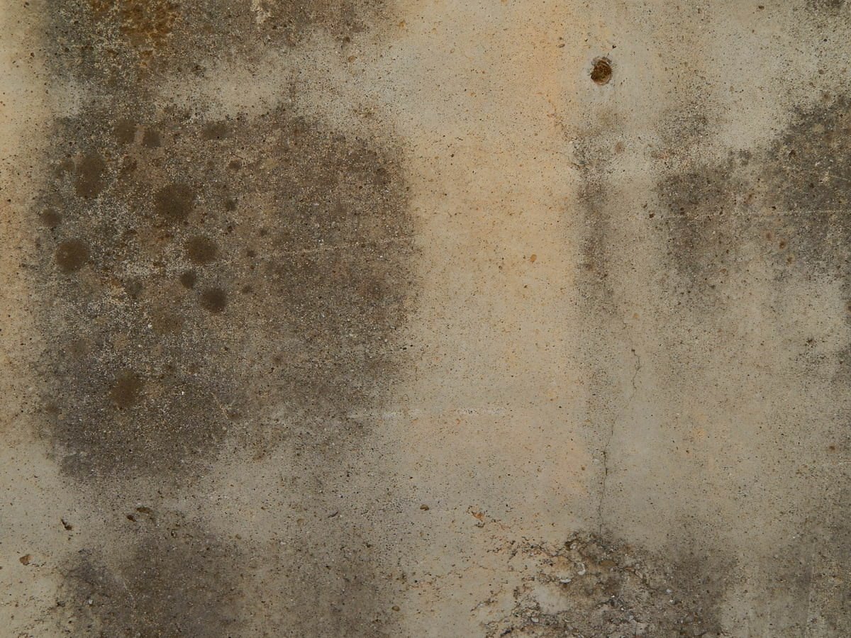 Mold Growth Prevention After A Flood