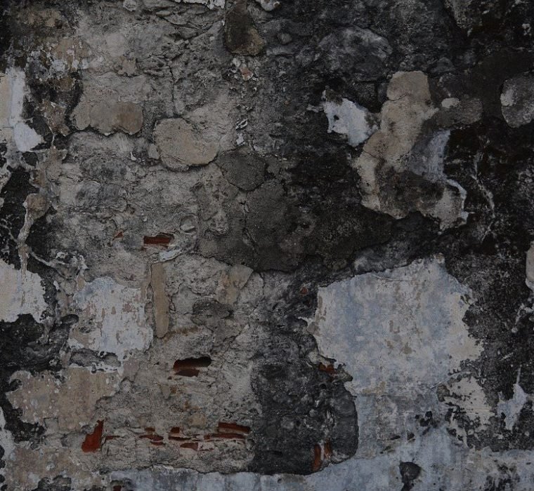 Mold Removal: Choosing The Right Company