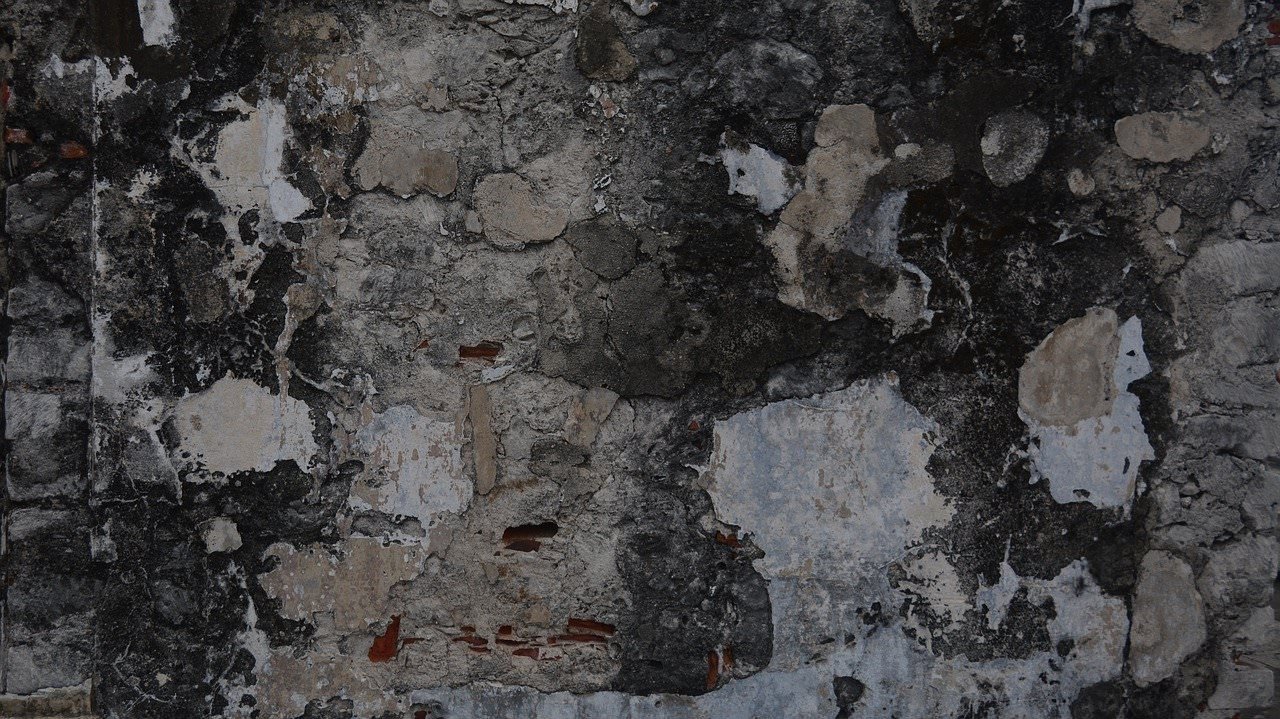 Mold Removal: Choosing The Right Company