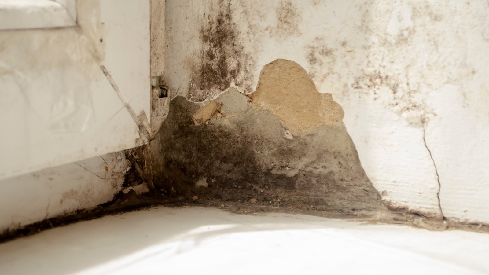 Preventing Mold Growth