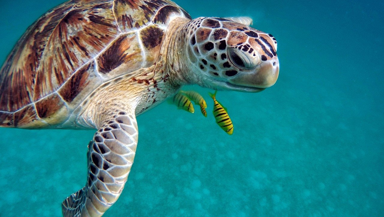 Sea Turtle Season